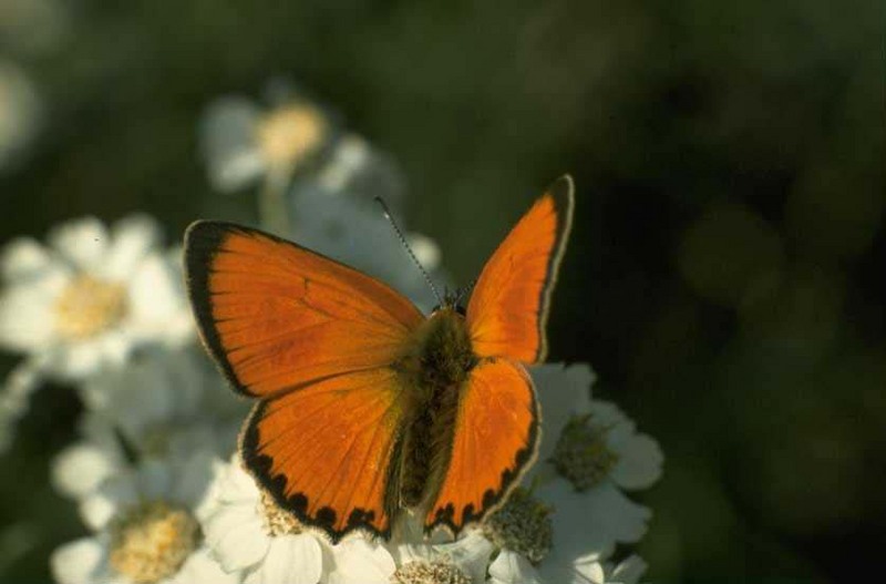 Copper butterfly {!-- 부전나비의 일종 -->; DISPLAY FULL IMAGE.