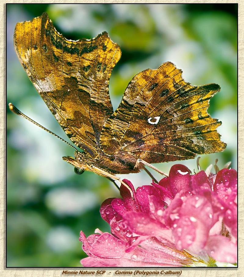 Common Comma butterfly {!-- 산네발나비 -->; DISPLAY FULL IMAGE.