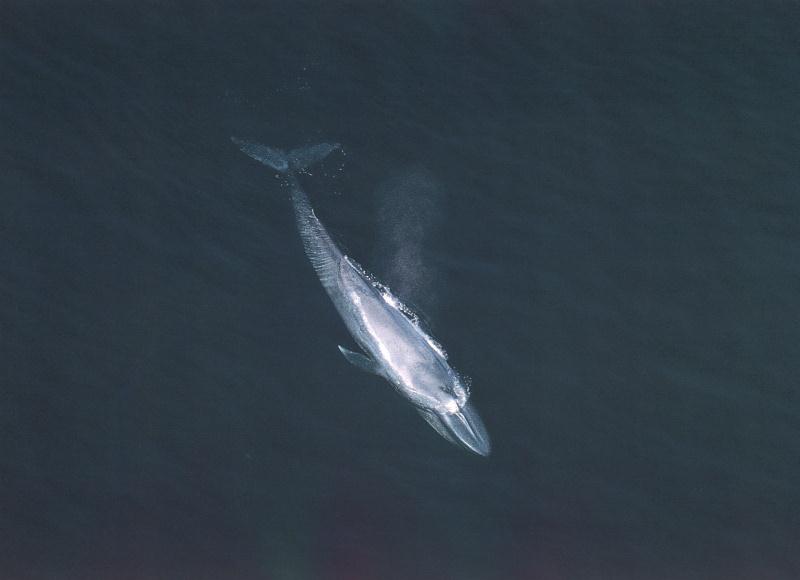 Blue Whale (Balaenoptera musculus) {!-- 흰긴수염고래 -->; DISPLAY FULL IMAGE.