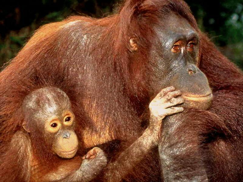Orangutans {!--오랑우탄-->; DISPLAY FULL IMAGE.