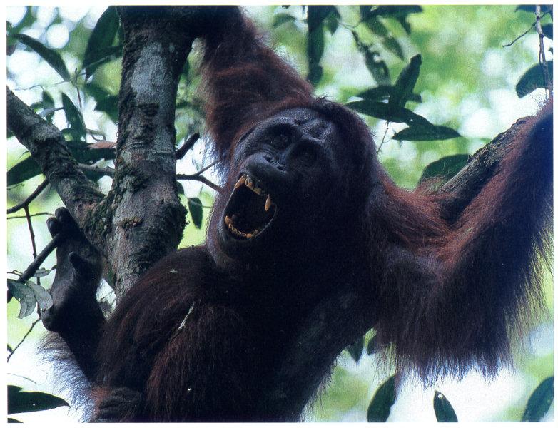 Orangutan {!--오랑우탄-->; DISPLAY FULL IMAGE.