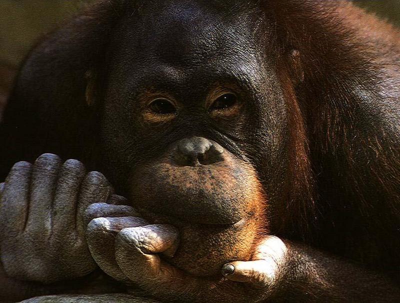 Orangutan {!--오랑우탄-->; DISPLAY FULL IMAGE.