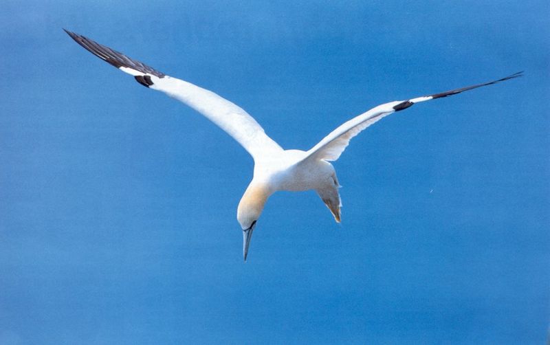 Northern Gannet {!--북방가넷--> in flight; DISPLAY FULL IMAGE.