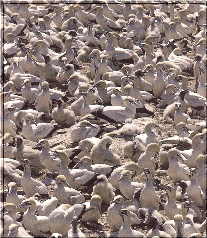 Cape Gannet {!--아프리카가넷--> - breeding flock; DISPLAY FULL IMAGE.