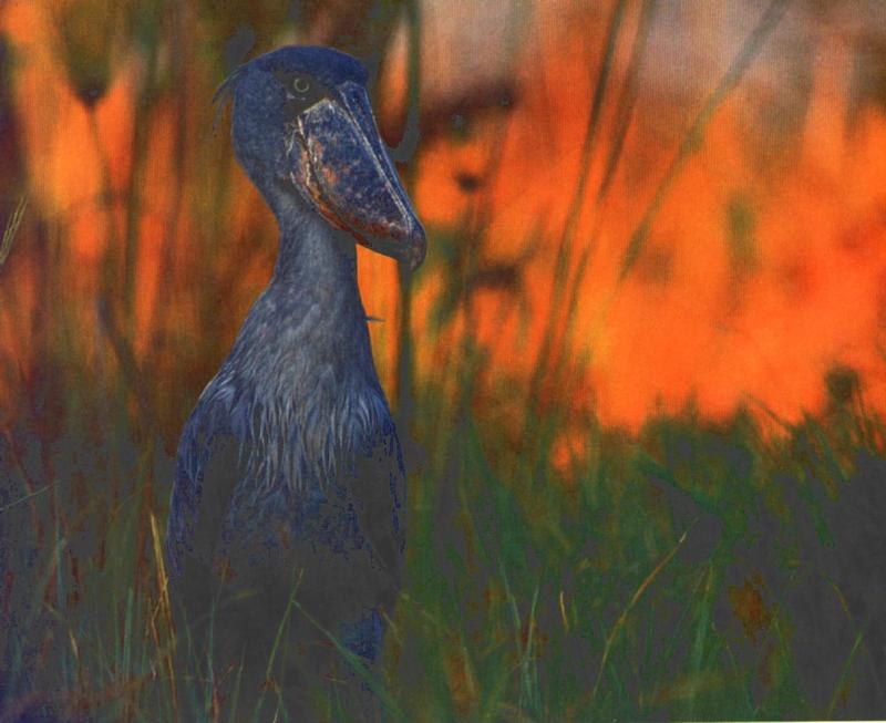 Shoebill Stork {!--넓적부리황새-->; DISPLAY FULL IMAGE.