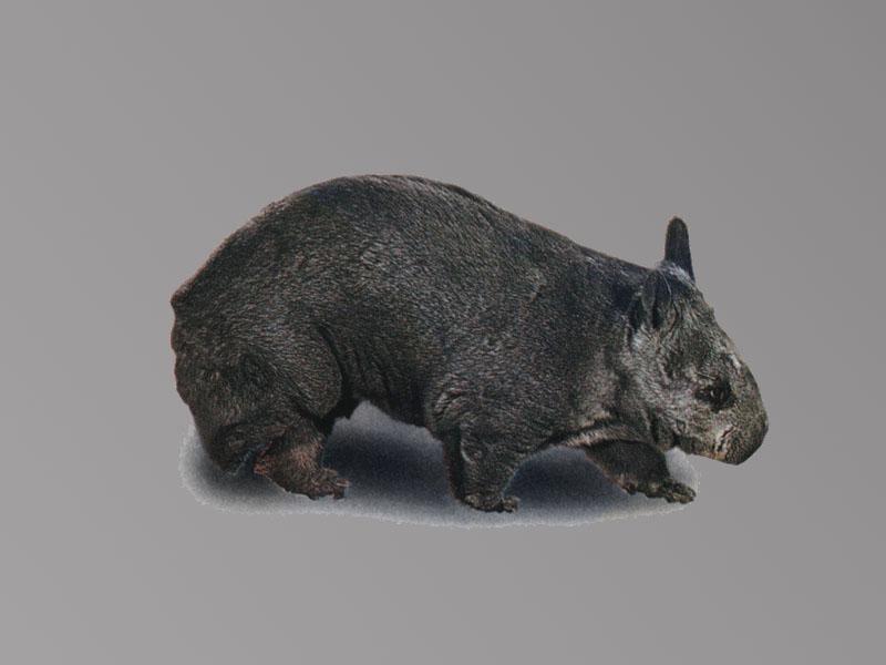 Hairy-nosed Wombat - {!--콧등털웜뱃--> - Lasiorhinus sp.; DISPLAY FULL IMAGE.