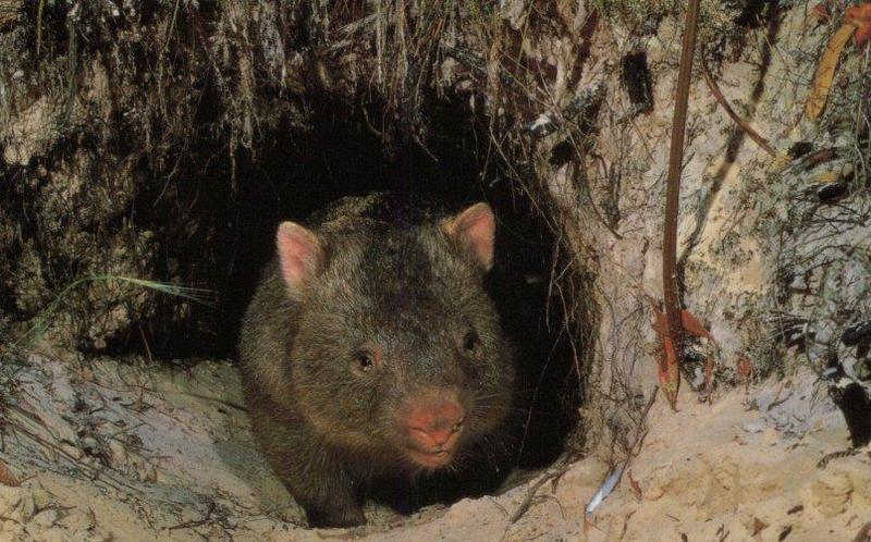Common Wombat (Vombatus ursinus) {!--웜뱃--> - den entrance; DISPLAY FULL IMAGE.