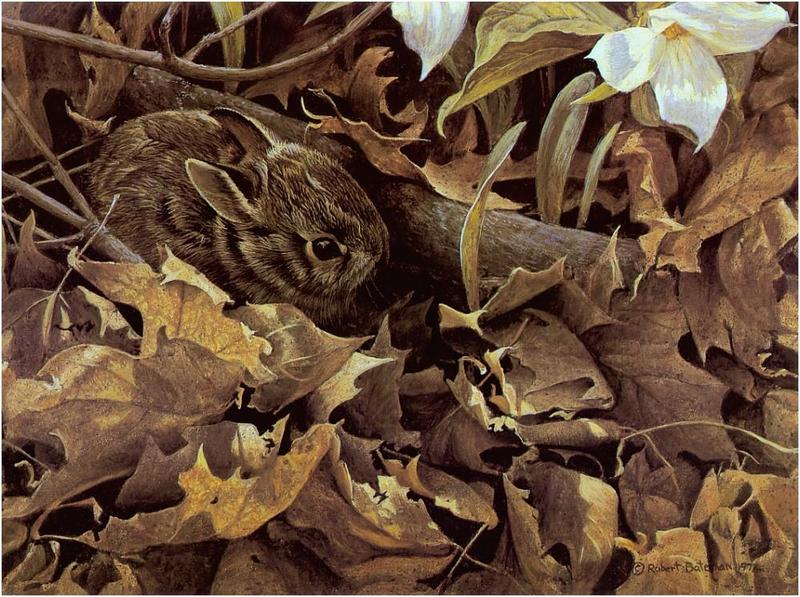 [Animal Art] Bateman - Rabbit in leaves {!--토끼 그림-->; DISPLAY FULL IMAGE.