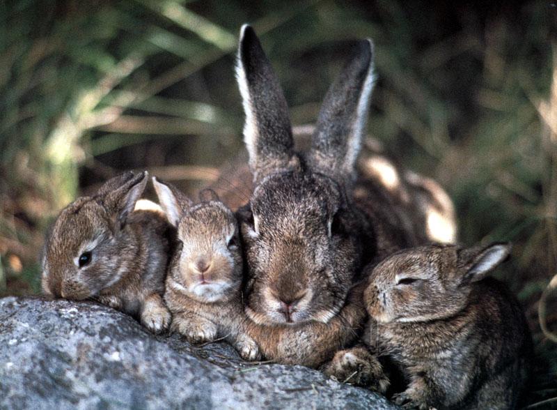 Rabbit {!-- 토끼--> family; DISPLAY FULL IMAGE.