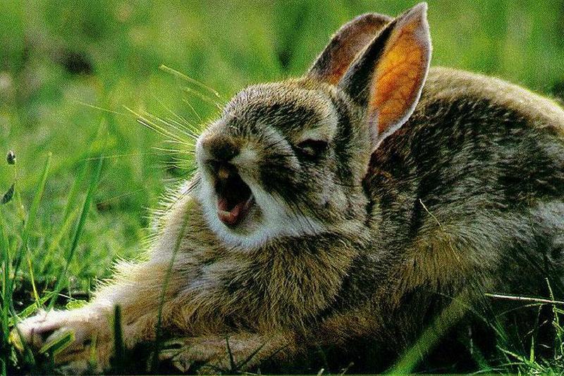 Rabbit {!-- 토끼--> - big yawn; DISPLAY FULL IMAGE.