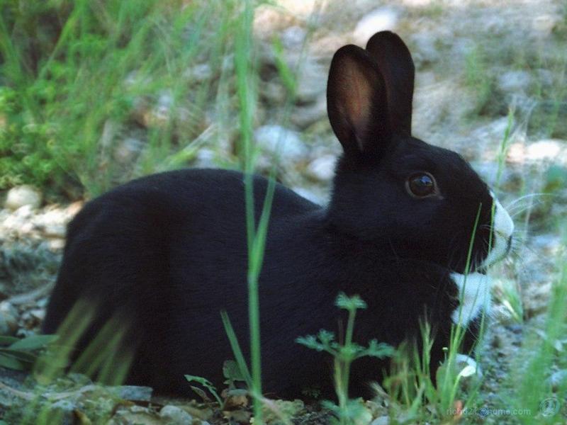 Black rabbit {!--검은 토끼-->; DISPLAY FULL IMAGE.