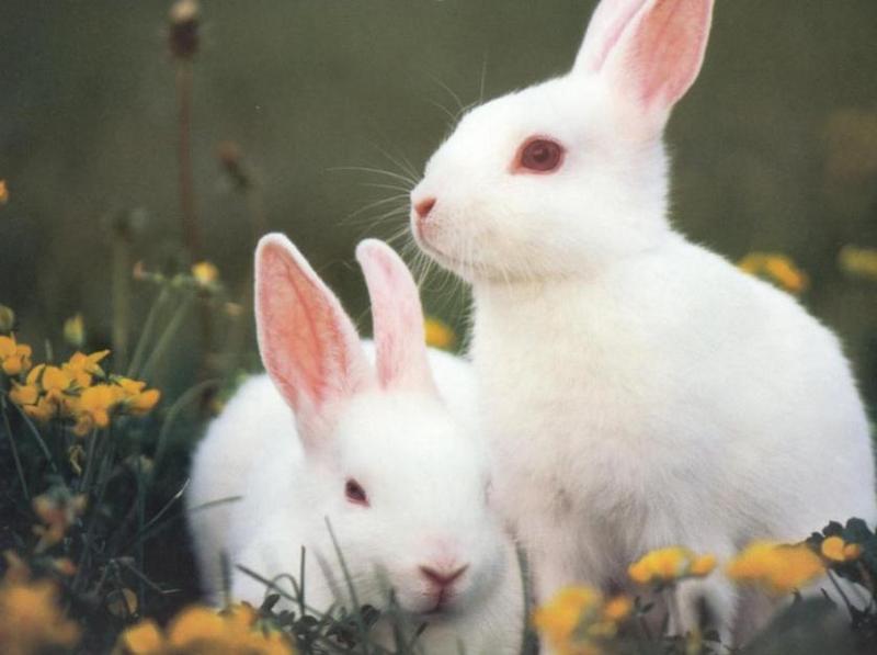 White Rabbit {!-- 흰토끼--> pair; DISPLAY FULL IMAGE.