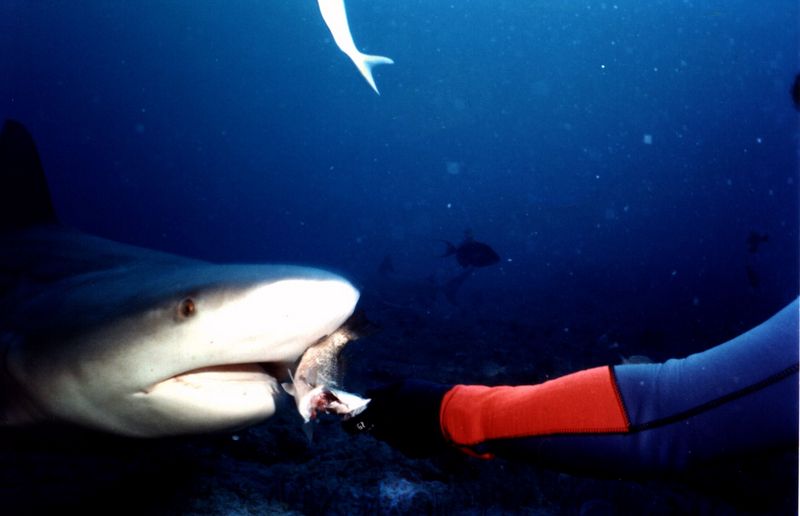 Sharks of Santa Lucia {!--상어-->; DISPLAY FULL IMAGE.