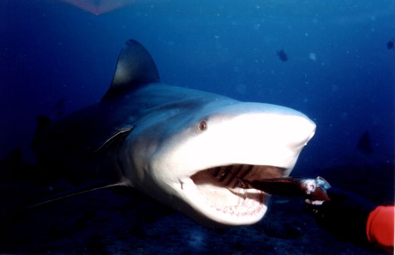 Sharks of Santa Lucia {!--상어-->; DISPLAY FULL IMAGE.