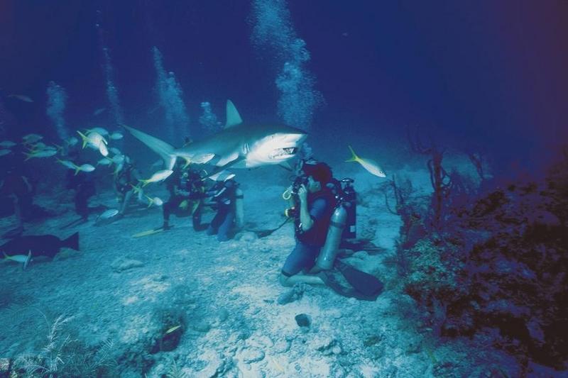 Diver with Shark {!--상어-->; DISPLAY FULL IMAGE.