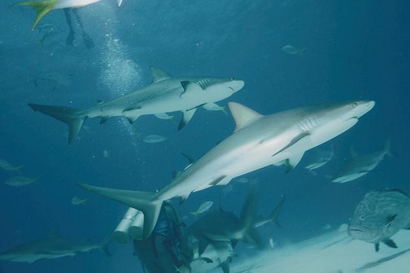 Diver with Shark {!--상어-->; DISPLAY FULL IMAGE.