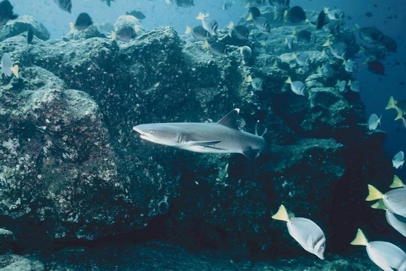 Whitetip Reef Shark - Triaenodon obesus; DISPLAY FULL IMAGE.