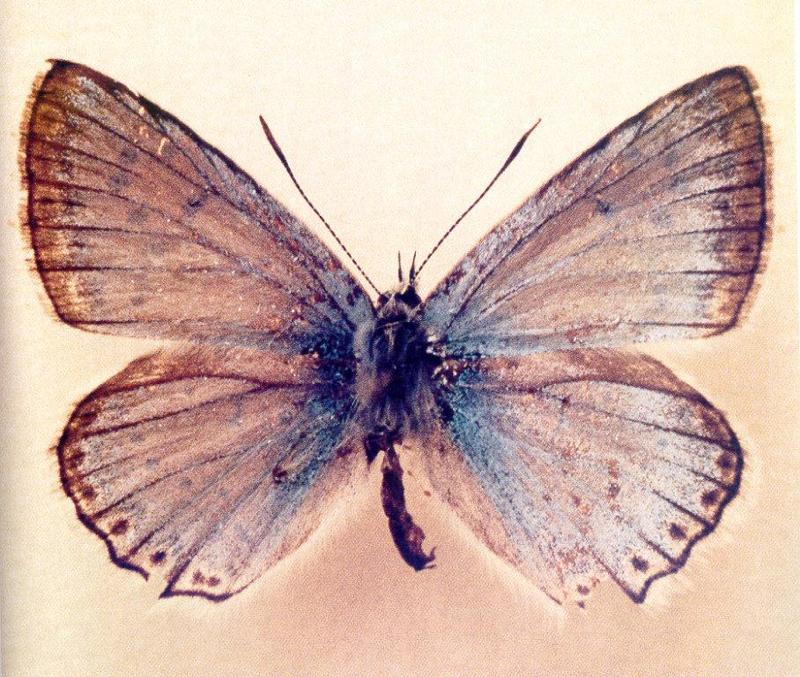 Lycaenidae butterfly (Lysandra cormion) {!--부전나비의 일종-->; DISPLAY FULL IMAGE.