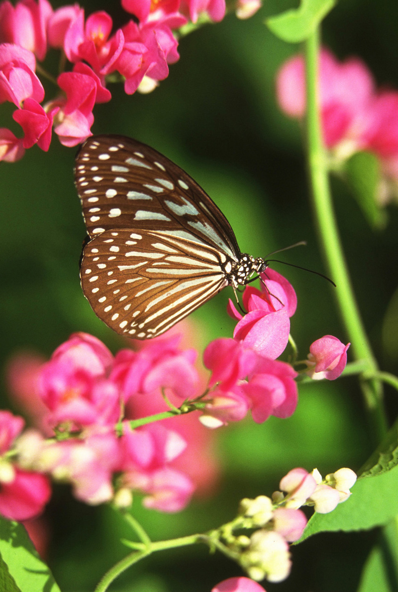 Butterfly {!--나비-->; DISPLAY FULL IMAGE.