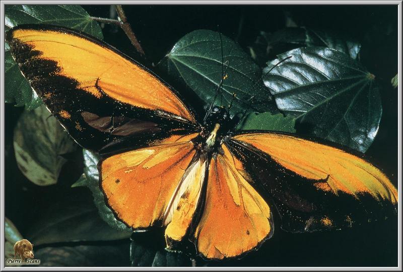Gold Birdwing Butterfly {!--나비--> : Ornithoptera croesus; DISPLAY FULL IMAGE.