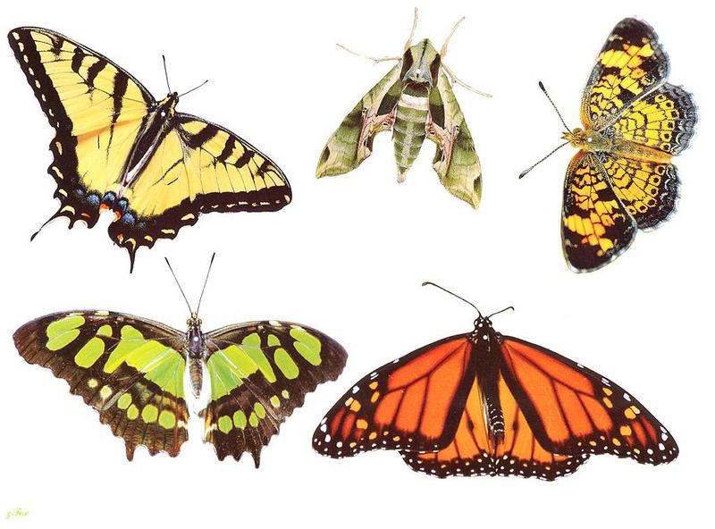 Butterflies {!--나비-->; DISPLAY FULL IMAGE.