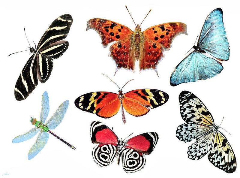 Butterflies {!--나비-->; DISPLAY FULL IMAGE.