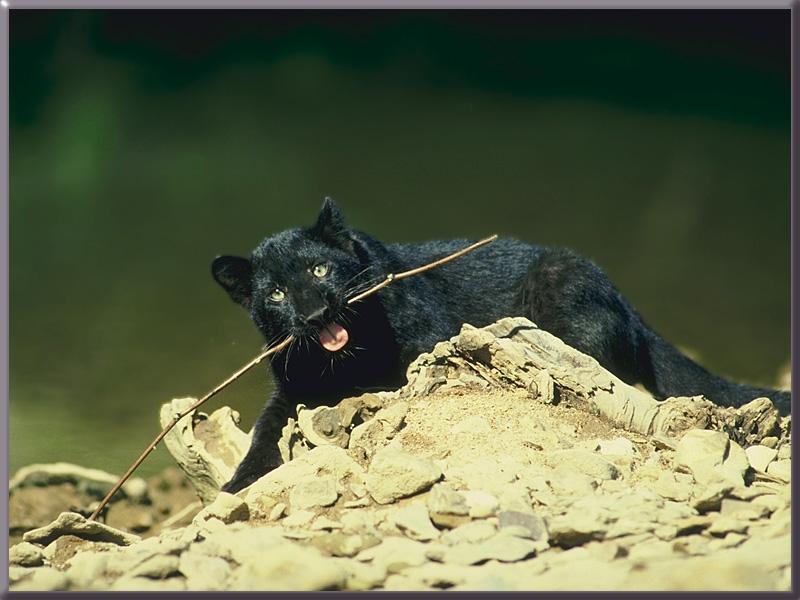 Black Panther {!--흑표범-->; DISPLAY FULL IMAGE.