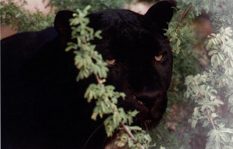 Black Panther {!--흑표범-->; DISPLAY FULL IMAGE.