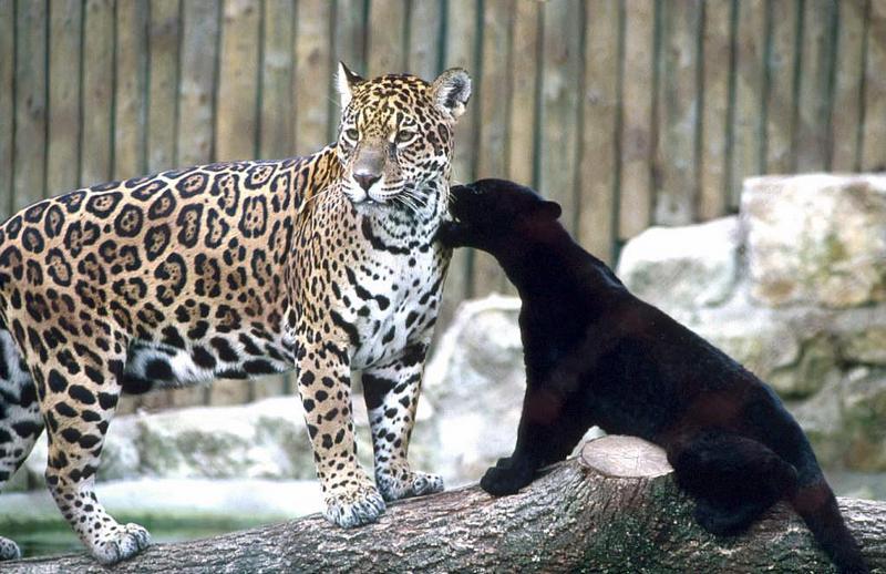 Black Panther {!--흑표범-->: normal mom and black jaguar; DISPLAY FULL IMAGE.