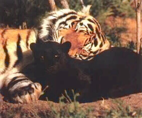 Black Panther {!--흑표범--> and tiger; Image ONLY