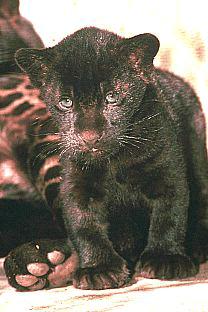 Black Panther {!--흑표범--> cub; Image ONLY