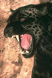 panther roaring
