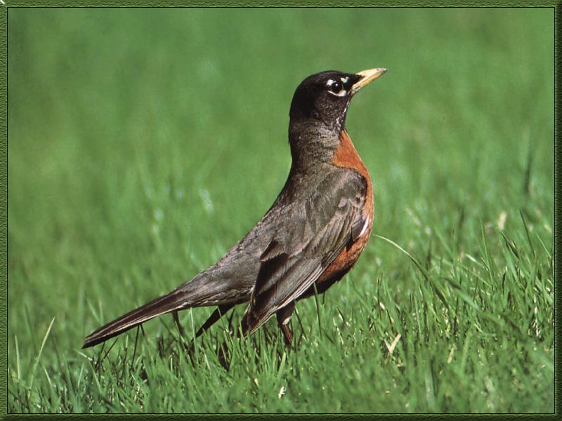 American Robin (Turdus migratorius) {!--아메리카붉은가슴울새-->; DISPLAY FULL IMAGE.