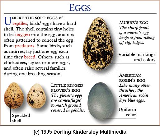 Eggs: Murre, Little Ringed Plover, American Robin; Image ONLY