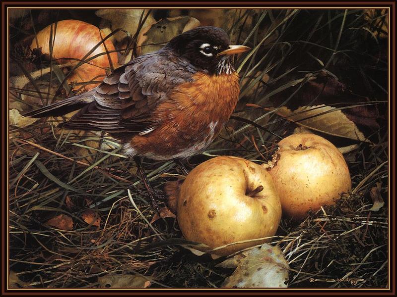 [Animal Art] American Robin (Turdus migratorius) {!--아메리카붉은가슴울새-->; DISPLAY FULL IMAGE.