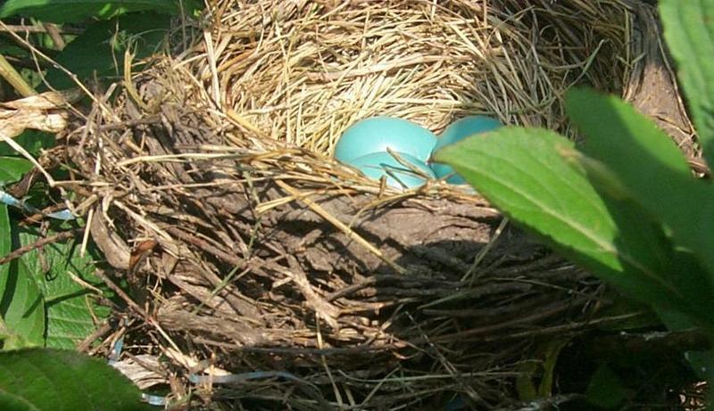 American Robin (Turdus migratorius) {!--아메리카붉은가슴울새--> - Blue-green eggs; DISPLAY FULL IMAGE.