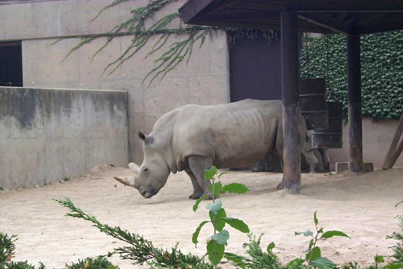 White Rhinoceros (Ceratotherium simum) {!--흰코뿔소-->; DISPLAY FULL IMAGE.