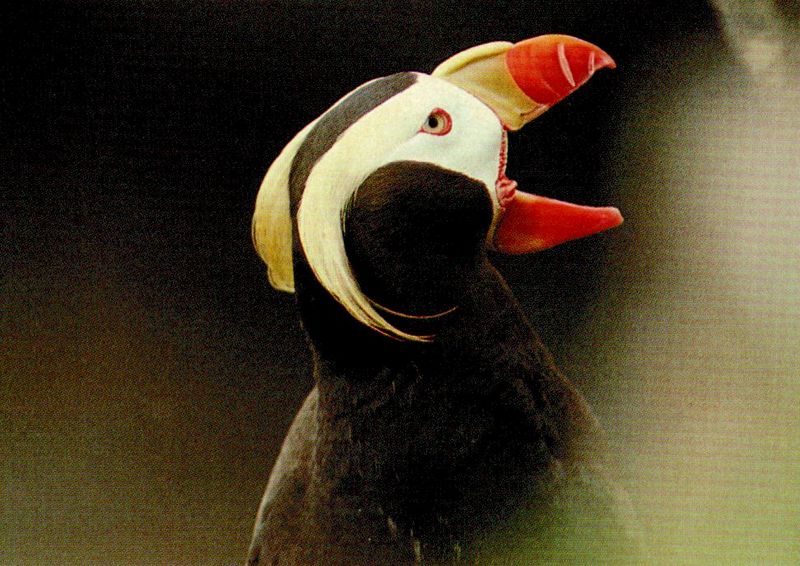 Tufted Puffin {!--갈기퍼핀-->; DISPLAY FULL IMAGE.