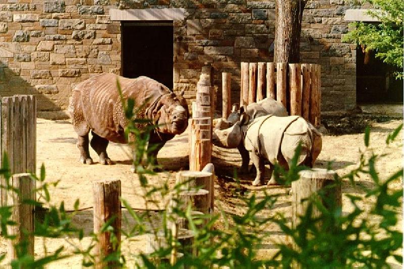 Rhinoceros {!--코뿔소--> mom and two babies; DISPLAY FULL IMAGE.