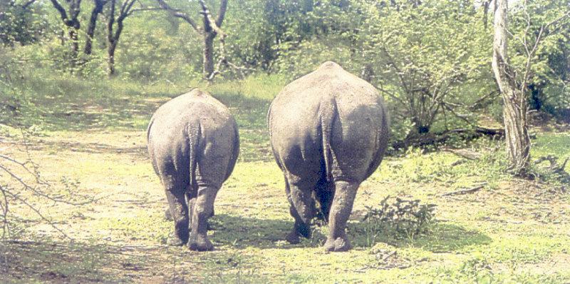 Rhinoceros {!--코뿔소--> pair - hind view; DISPLAY FULL IMAGE.