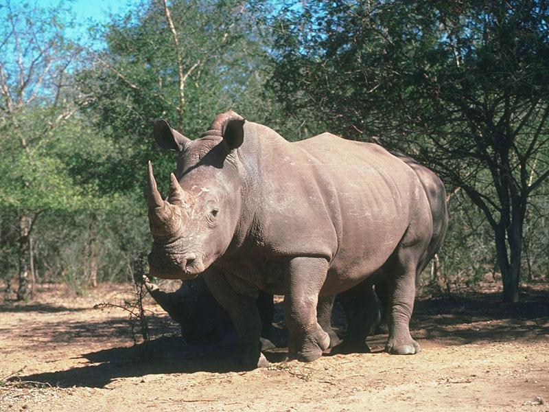 Rhinoceros {!--코뿔소-->; DISPLAY FULL IMAGE.
