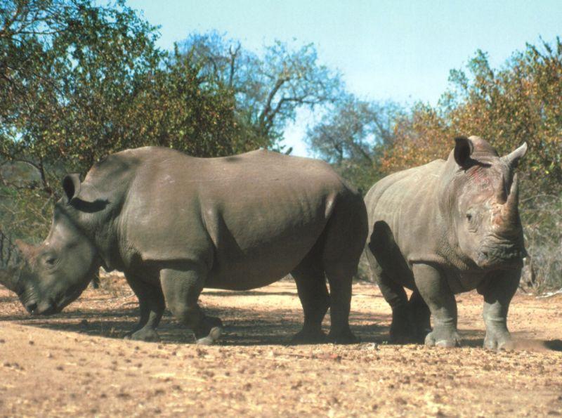 White Rhinoceros {!--흰코뿔소--> pair = white rhinoceros (Ceratotherium simum); DISPLAY FULL IMAGE.