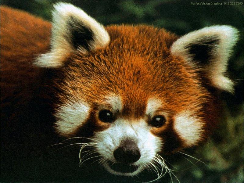 Red Panda {!--애기팬더--> (Ailurus fulgens); DISPLAY FULL IMAGE.