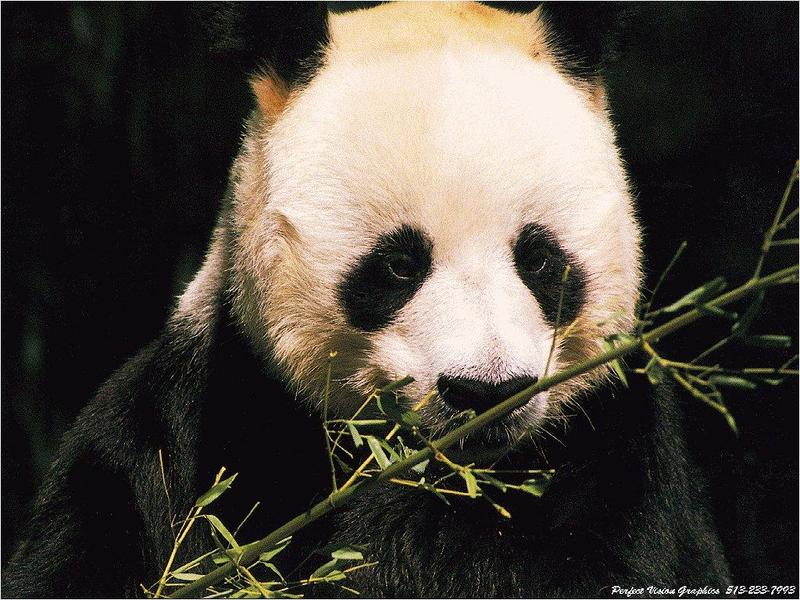 Giant Panda {!--팬더--> (Ailuropoda melanoleuca); DISPLAY FULL IMAGE.