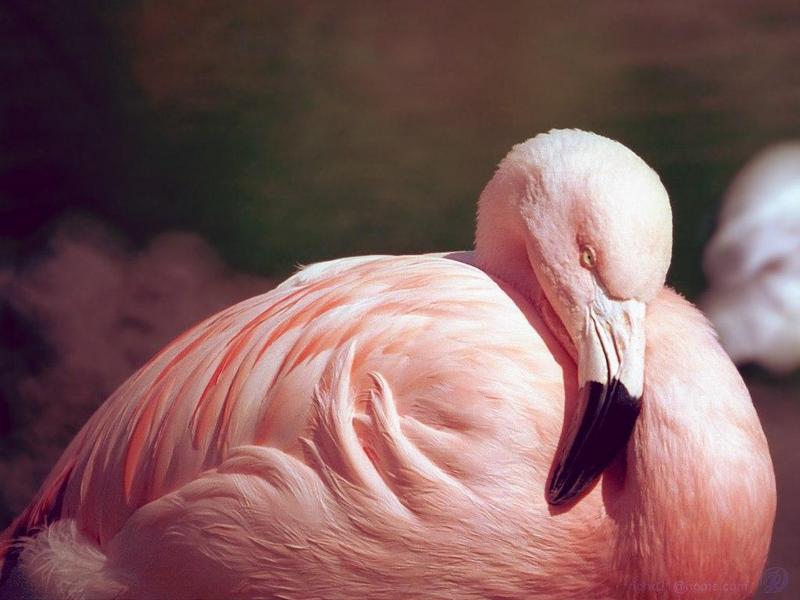 Flamingo {!--홍학--> (Phoenicopterus sp.); DISPLAY FULL IMAGE.