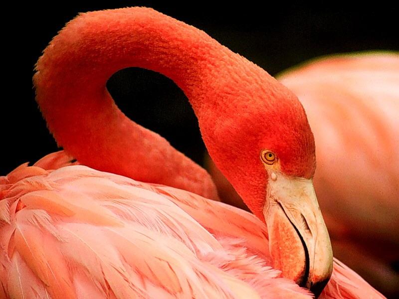 Flamingo {!--홍학--> (Phoenicopterus sp.).; DISPLAY FULL IMAGE.