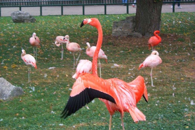 Flamingo {!--홍학--> (Phoenicopterus sp.) - Vila Zoo; DISPLAY FULL IMAGE.