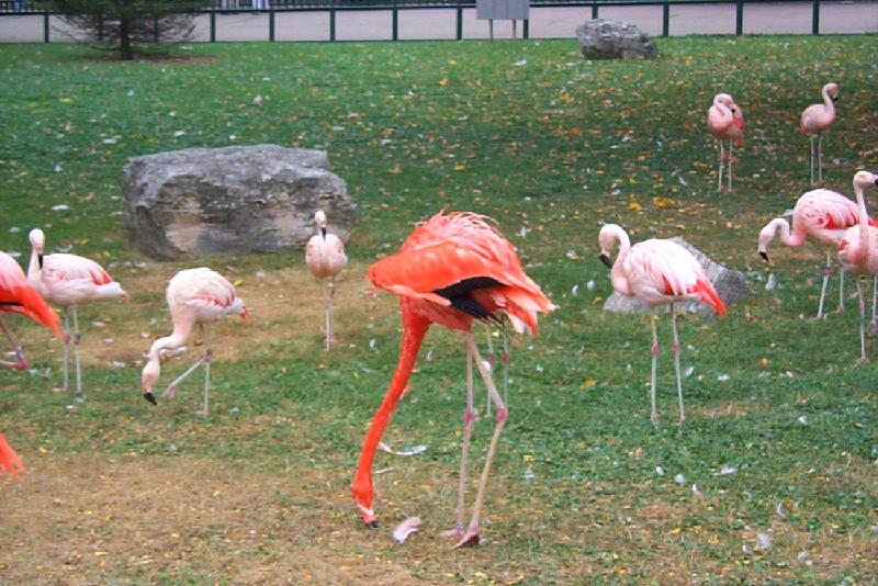 Flamingo {!--홍학--> (Phoenicopterus sp.) - Vila Zoo; DISPLAY FULL IMAGE.