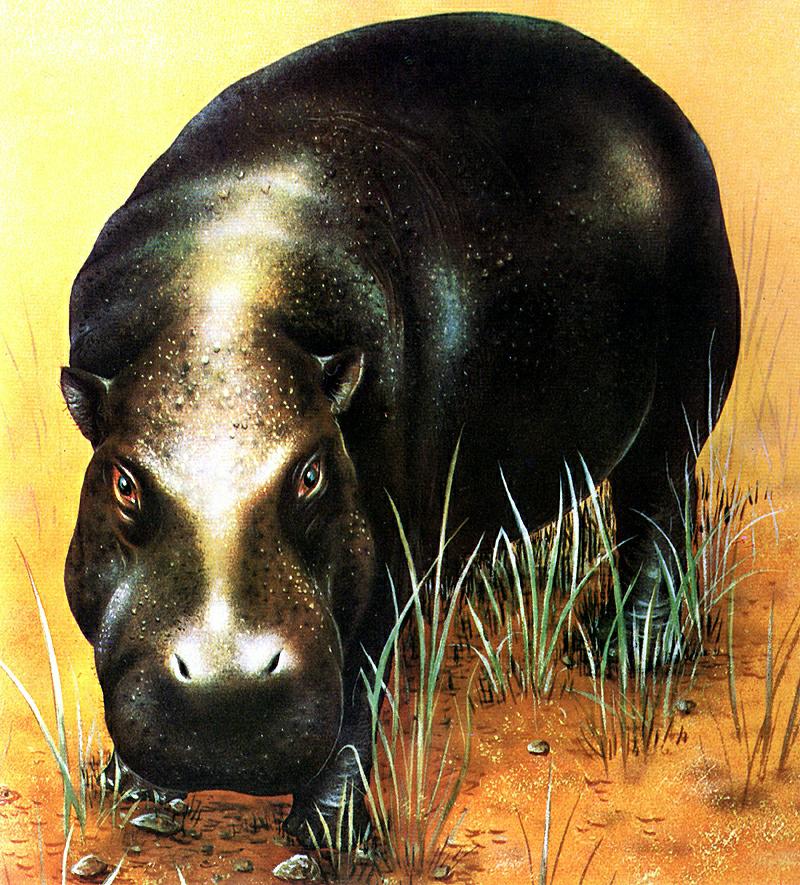 [Animal Art] Pygmy Hippo (Choeropsis liberiensis) {!--애기하마, 피그미하마-->; DISPLAY FULL IMAGE.