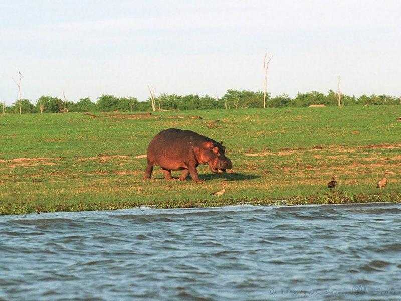 River Hippo (Hippopotamus amphibius){!--하마-->; DISPLAY FULL IMAGE.
